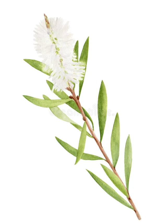 Tea Tree Cream 30G Tube