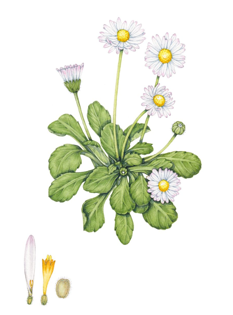 Plane Remedy natural jet lag remedy