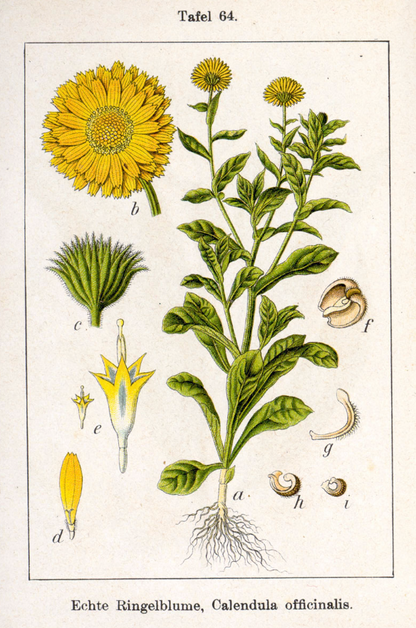 Hypericum & Calendula Cream 30G Tube