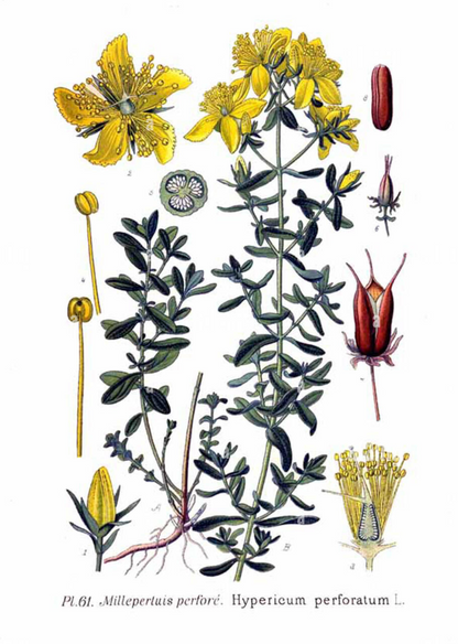 Hypericum & Calendula Cream 30G Tube