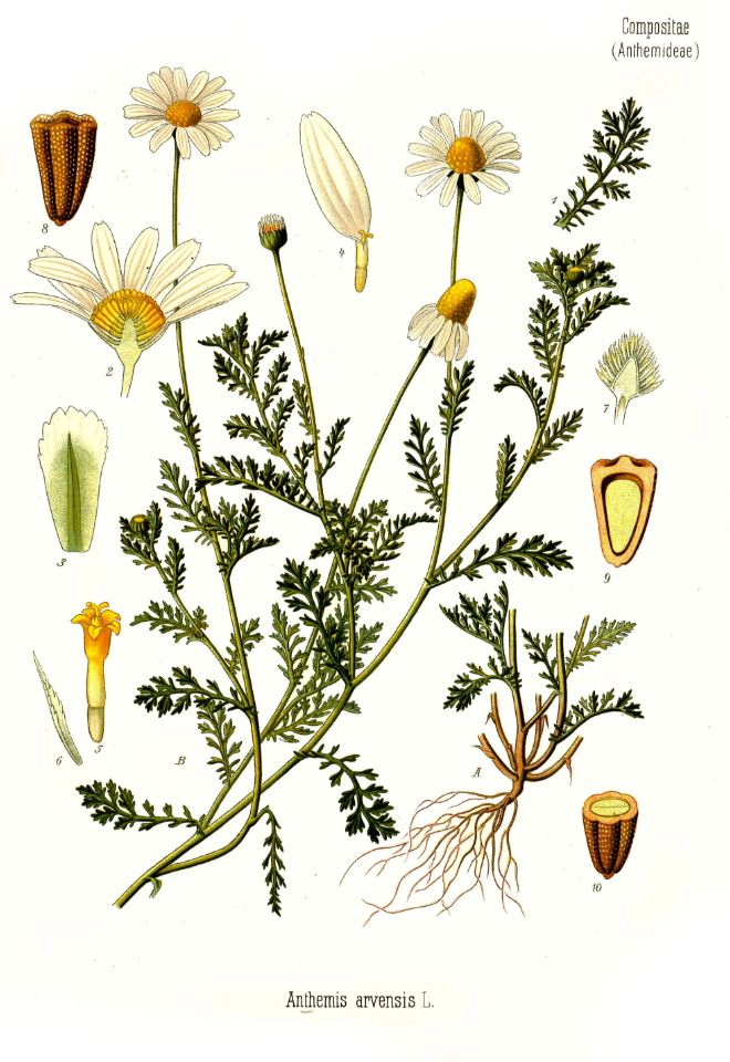 Chamomilla 30C 4G Dispenser