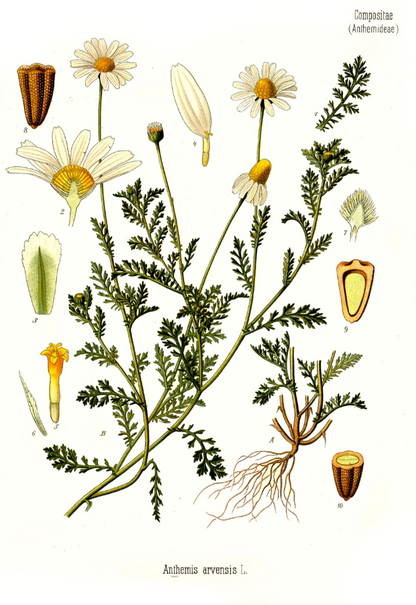 Chamomilla 30C 4G Dispenser