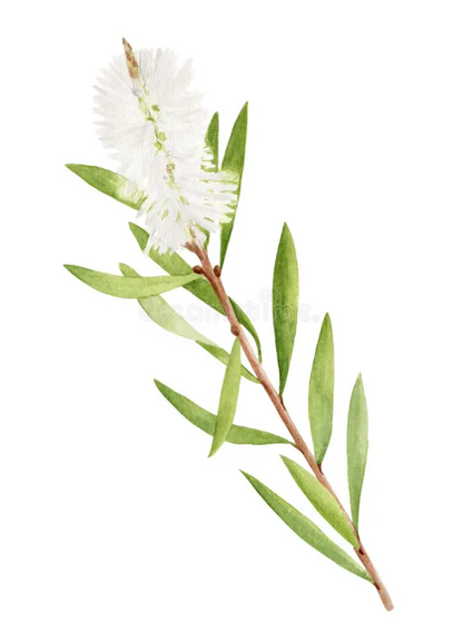Tea Tree Cream 30G Tube